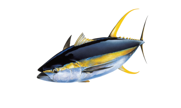 yellow fin tuna isolated