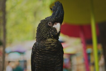 Black Cockatoo Looking Directly at the Camera with Intense Gaze
