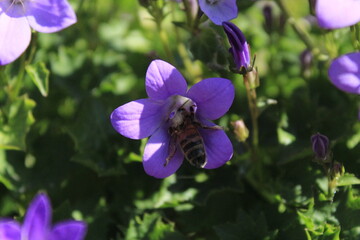 bee on purple flower