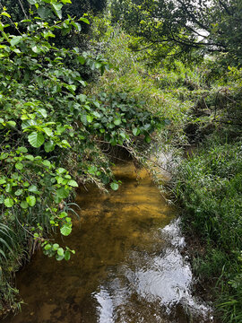 Small stream in the forest on the Camino de Santiago in Portugal