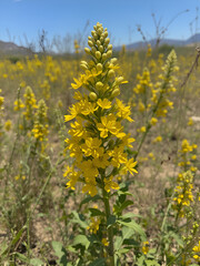 Obraz premium Ferula foetida in a sunny field with yellow flowers and green foliage, flower, arid environment