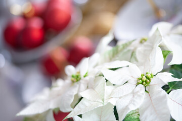 Flor de pascua blanca, Decoraci&oacute;n navidad mesa