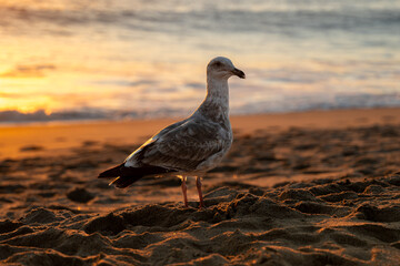 Seagull