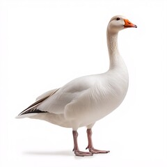 Obraz premium Elegant White Goose Portrait. Isolated Standing Shot of Beautiful Waterfowl with Textured Feathers in a Natural Outdoor Environment