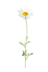 One beautiful chamomile flower on white background