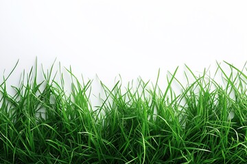 Vibrant Green Grass. Exploring the Beauty of Nature's Organic Landscape