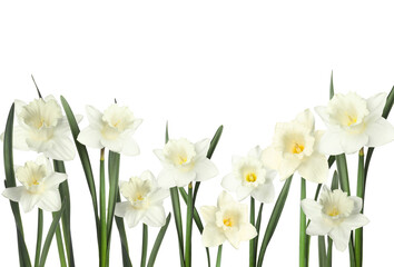 Fototapeta premium Beautiful fresh daffodil flowers on white background