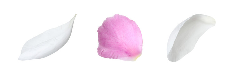 Beautiful peony petals on white background, set