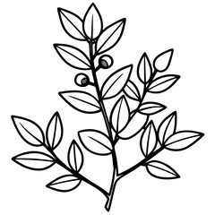 Barberry Vector on White