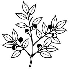 Barberry Vector on White