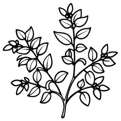 Barberry Vector on White