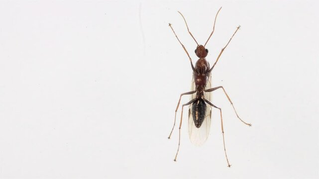 Winged ant standing on window glass