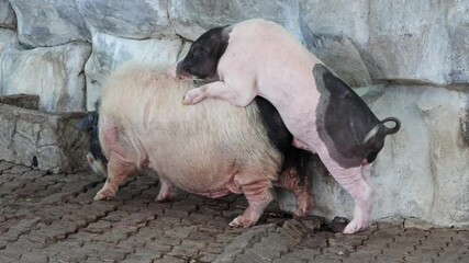 Domestic pigs copulate in the yard by the stone wall