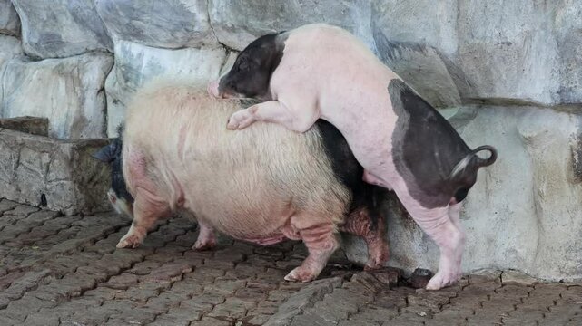Domestic pigs copulate in the yard by the stone wall