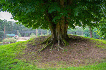 a large exotic tree with a huge trunk in Shekvetili Dendrological Park