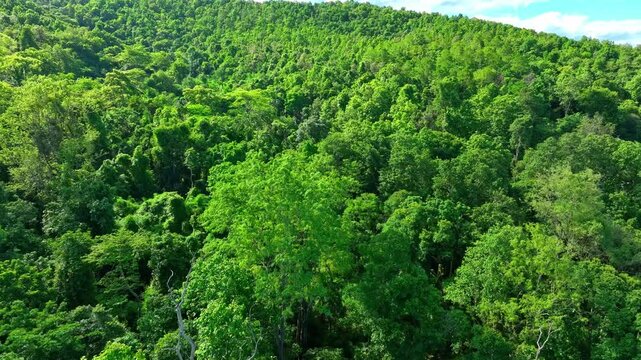 Overhead shot shows vibrant forest cover, illustrating the crucial function of forests in moisture retention and temperature regulation within natural ecosystems. Thailand.