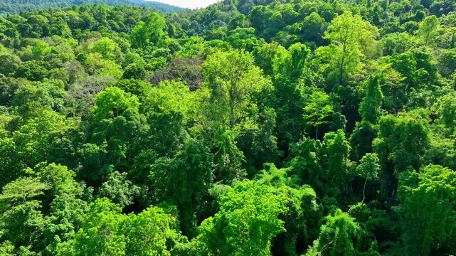 Drone aerial view of dense green forest canopy, highlighting the role of forests in maintaining atmospheric moisture and regulating local temperature for ecological balance. Thailand.
