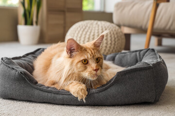 Cute beige Maine Coon cat lying in pet bed at home © Pixel-Shot