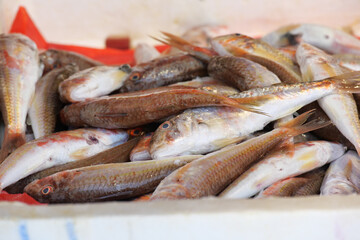 Freshly caught fish displayed at a local market