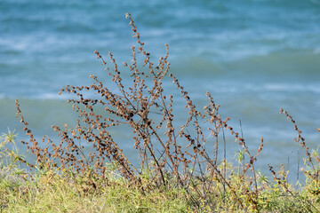 East Sumba, Indonesia – 06. 01. 2025 – Along Sumba's sun scorched shores, grasses sway and shimmer a vision so soothing, it feasts the eyes