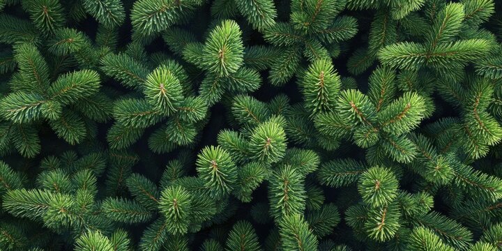 Evergreen Branches Form Dense Background, Forest Feeling, Nature, and Freshness Theme