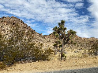 January 15, 2024, Joshua Tree National Park, California USA, Joshua Tree and Desert Landscape