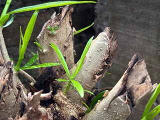 young green shoots growing from the remains of a cut tree trunk, the power of nature and the ability to regenerate. Ideal for concepts of growth, new life, resilience, or the cycles of nature.