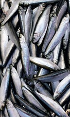 Traditional sardine fish food – seafood display of many freshly caught fish at market fishmonger....