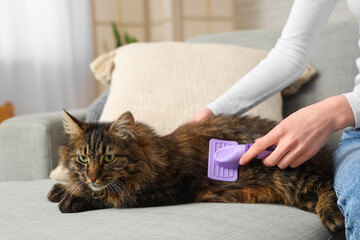 Young woman brushing fluffy cat on sofa at home, closeup