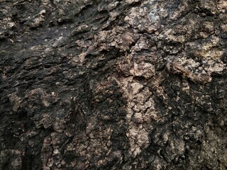 Dark tree bark texture background. Rough, natural, organic pattern. Close-up of wood surface. Weathered and aged tree trunk. Perfect for nature, grunge, abstract, and environmental themes