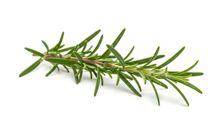 Fototapeta premium Rosemary sprig isolated on white background with detailed green leaves and stem showcasing its natural texture and form ideal for culinary or botanical projects.