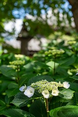 鎌倉2505　妙本寺61　紫陽花