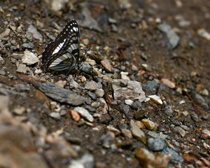 butterfly on the ground