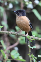 The rufous sibia (Heterophasia capistrata) is a species of bird in the family Leiothrichidae. This photo was taken in North India.