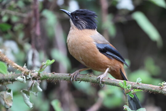 The rufous sibia (Heterophasia capistrata) is a species of bird in the family Leiothrichidae. This photo was taken in North India.