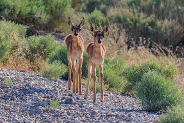 Baby Pronghorn Twins 