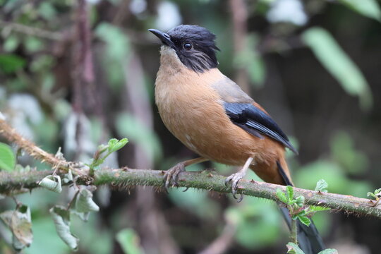 The rufous sibia (Heterophasia capistrata) is a species of bird in the family Leiothrichidae. This photo was taken in North India.