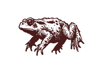 Toad Hand Drawn Natural Illustration Vector Isolated by AZ for Books, Arts, Design and Decoration Graphic Asset