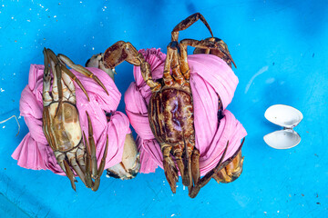 Tied crabs in the aquarium of a seafood restaurant, Vietnam