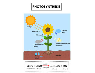 Diagram process of photosynthesis in plant.How plants use sunlight, water, and carbon dioxide to produce.Explanation science or biology.Infographic for education.Leaf energy.Vector illustration.