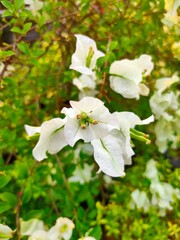 Blooming bougainvillea flowers background. Bright white bougainvillea flowers as a floral background. Bougainvillea flowers texture and background. Close-up view Bougainvillea tree with flowers