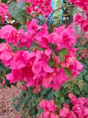 Blooming bougainvillea flowers. Bright pink magenta bougainvillea flowers as a floral background. Blurry Background