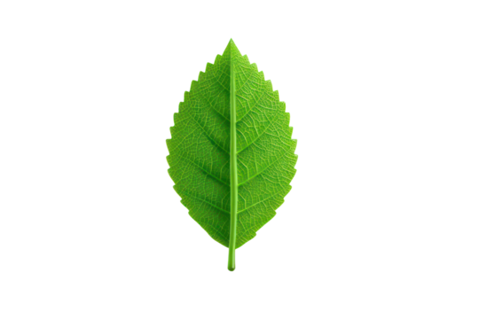 green leaf icon minimalist design environmental theme flat vector style  isolated on transparent background - Powered by Adobe