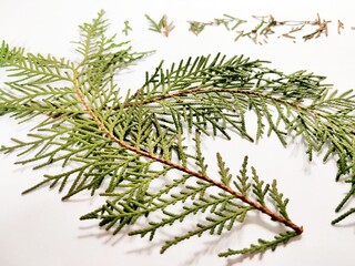 Thuja occidentalis, also known as northern white-cedar or eastern arborvitae, is an evergreen coniferous tree, in the cypress family Cupressaceae, Green Leaf on White Background.