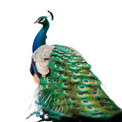 A proud peacock displaying its vibrant patterned plumage against a on transparent background