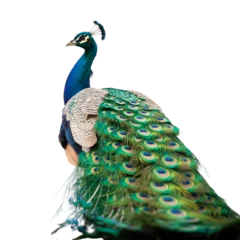 Fotobehang Pauw A proud peacock displaying its vibrant patterned plumage against a on transparent background  © Sultan