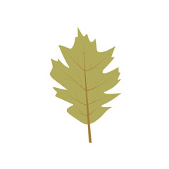 Set of autumn leaves from different trees, oak, maple, chestnut. Simple, yellow, red, orange fall leaf set for pattern, banner, sticker, Hello autumn card. Flat vector illustration on white background