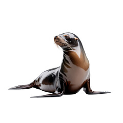 A sleek sea lion basking in the spotlight dreaming of ocean adventures on on transparent background