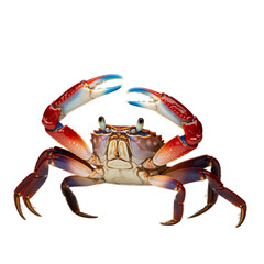 A vibrant painted land crab striking a pose with its blue claws in a on transparent background