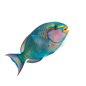 A vibrant parrotfish swims gracefully through the deep ocean its turquoise on transparent background